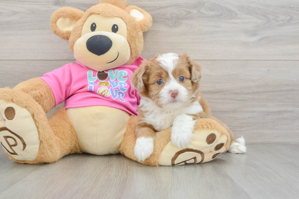 Cute Saussie Designer Pup