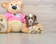 6 week old Saussie Puppy For Sale - Premier Pups