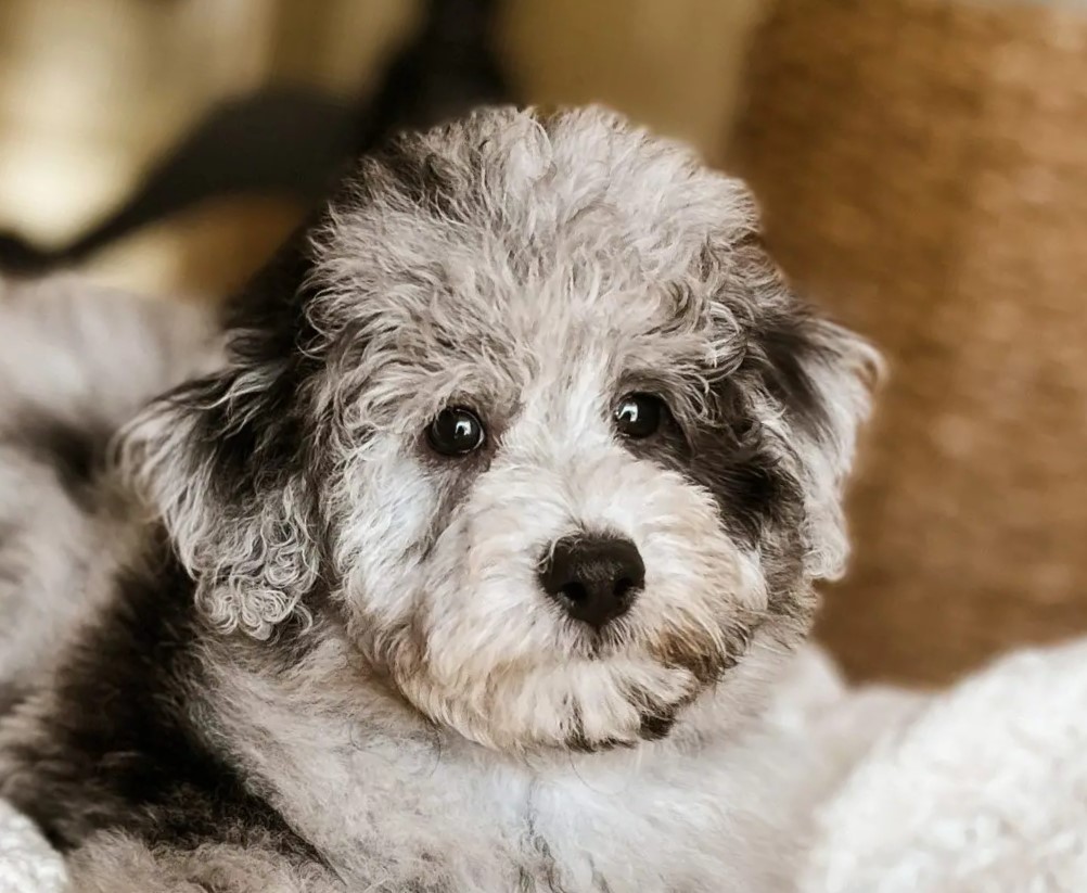 Mini Schnoodle Puppies For Sale - Premier Pups