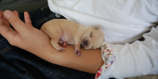 How Puppies Help Change Your Life For The Better