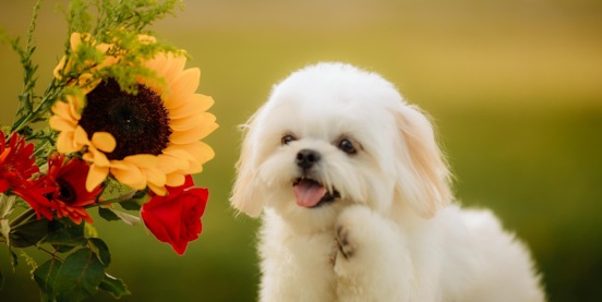 5 Easy Steps To Maltese Grooming