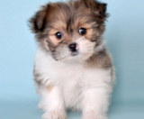 Shih Pom Puppies For Sale Premier Pups