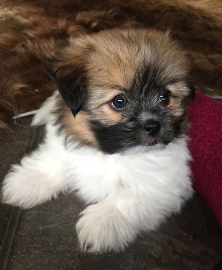 Shih Tzu Pomeranian mix puppy with tricolor coat