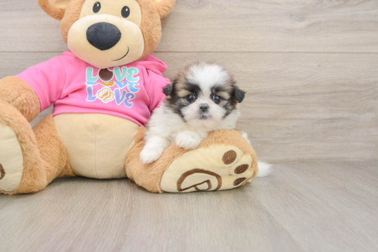 Best Shih Pom Baby