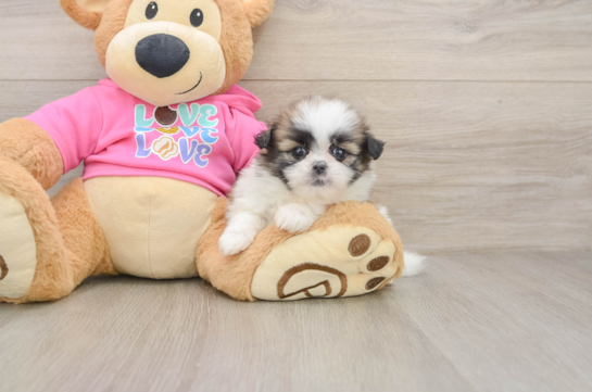 Best Shih Pom Baby