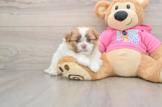 Friendly Shih Pom Baby