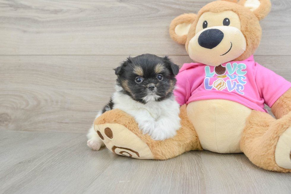 Smart Shih Pom Designer Pup