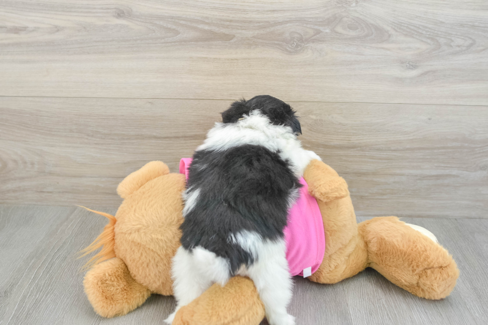 Shih Pom Puppy for Adoption