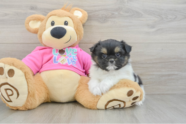Hypoallergenic Pomshi Designer Puppy