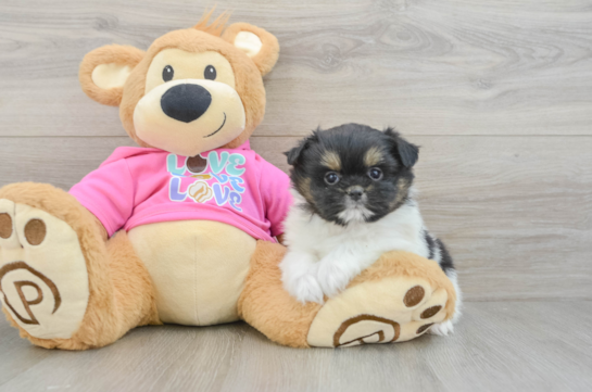 Hypoallergenic Pomshi Designer Puppy