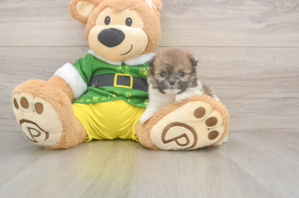 5 week old Shih Pom Puppy For Sale - Premier Pups