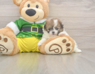 5 week old Shih Pom Puppy For Sale - Premier Pups