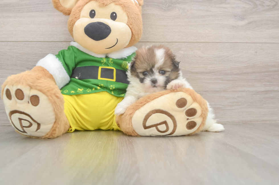 5 week old Shih Pom Puppy For Sale - Premier Pups