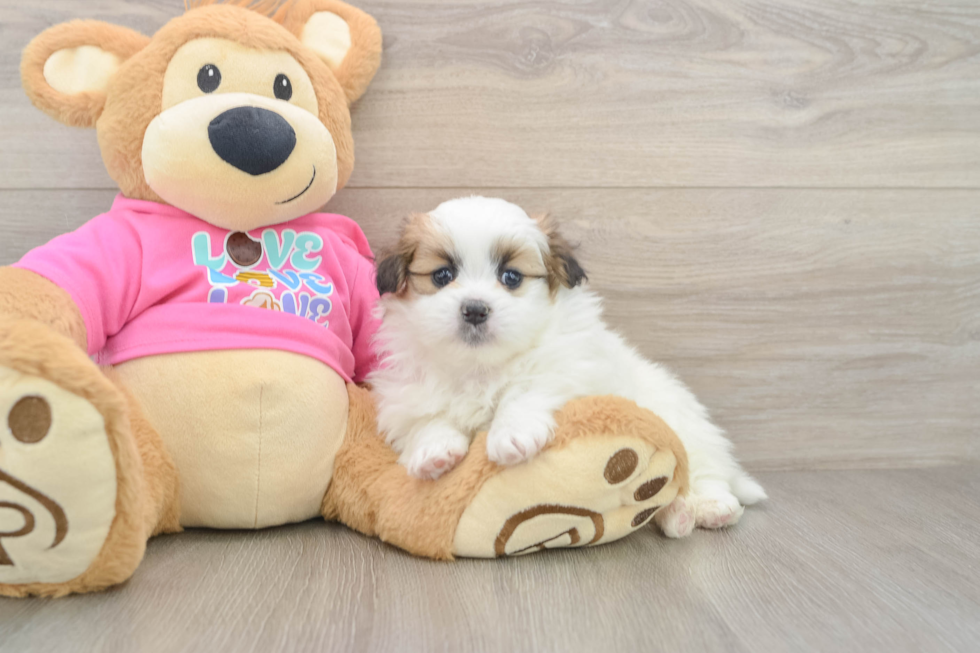 Sweet Shih Pom Baby