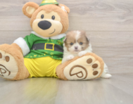 5 week old Shih Pom Puppy For Sale - Premier Pups