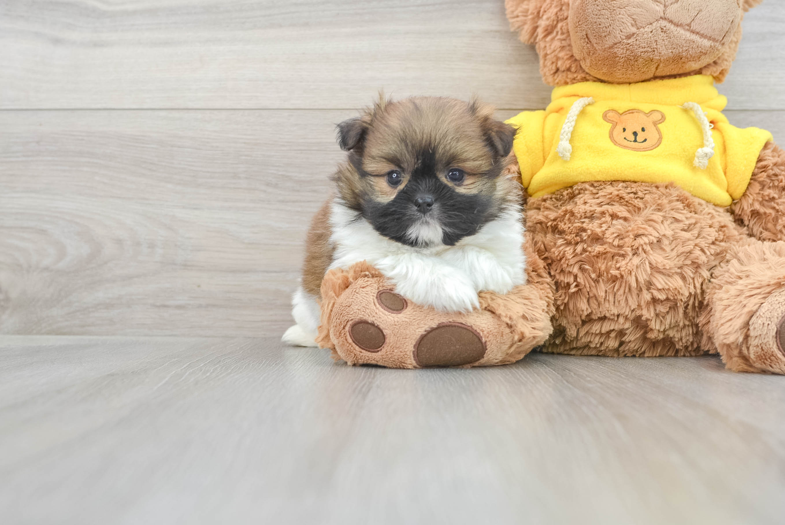 Best Shih Pom Baby