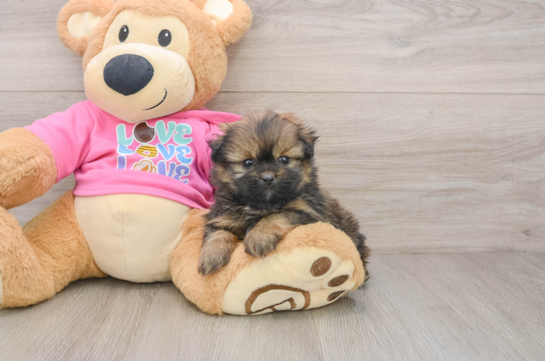 Shih Pom Puppy for Adoption