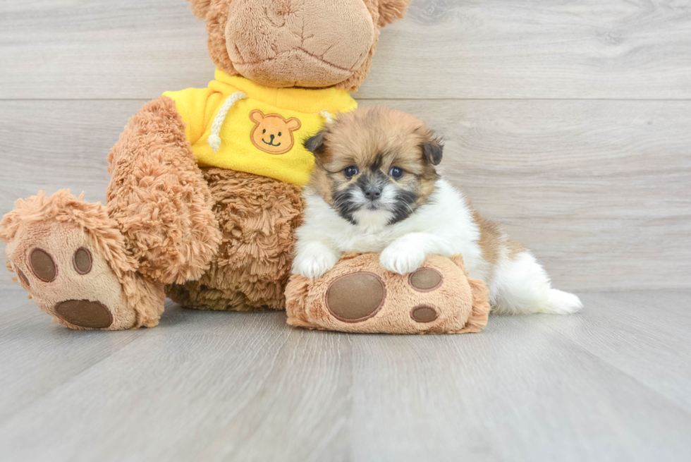 Shih Pom Pup Being Cute