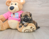 7 week old Shih Pom Puppy For Sale - Premier Pups