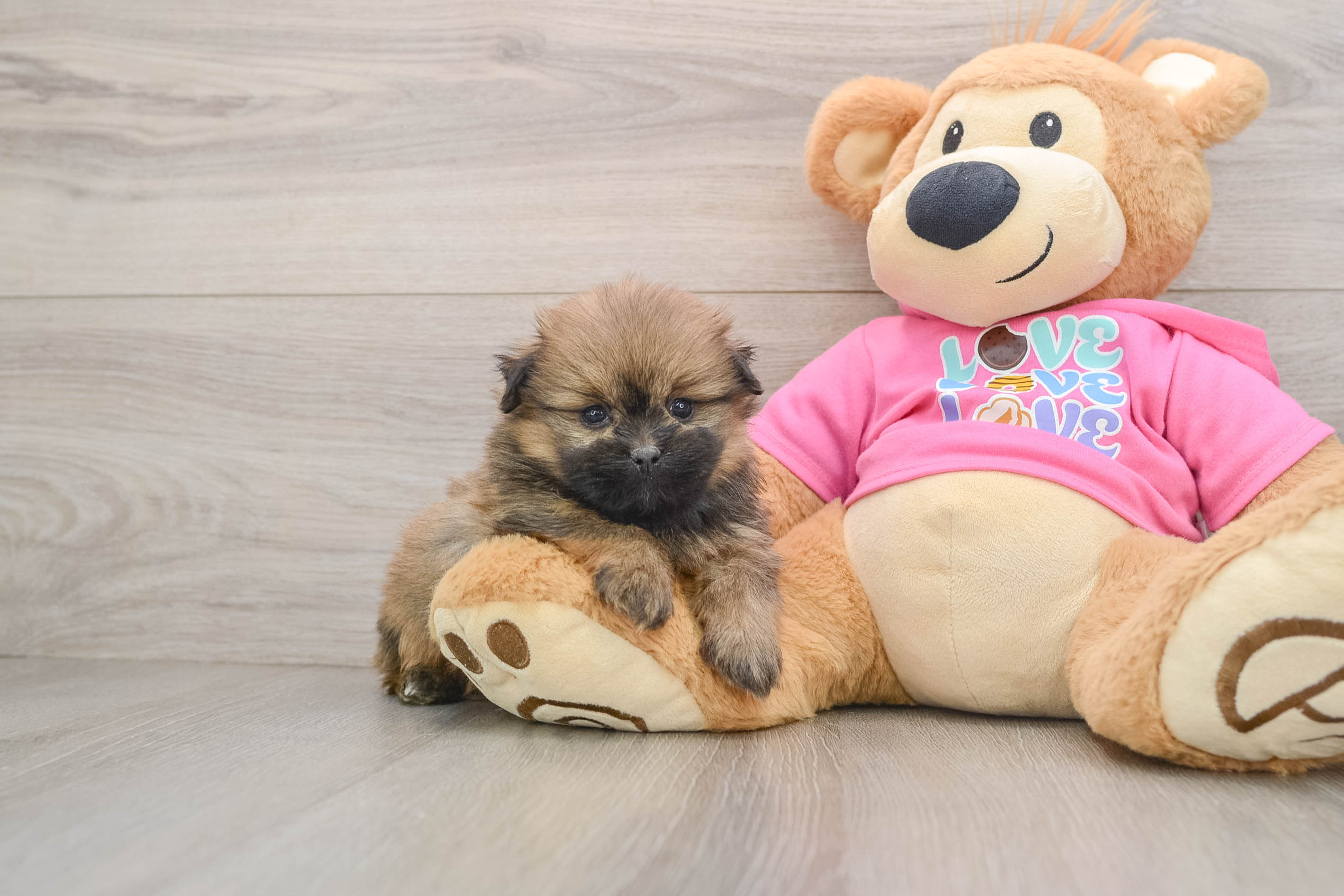 Happy Shih Pom Baby