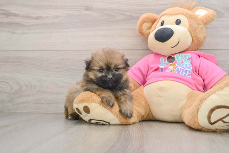Happy Shih Pom Baby