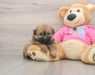 7 week old Shih Pom Puppy For Sale - Premier Pups