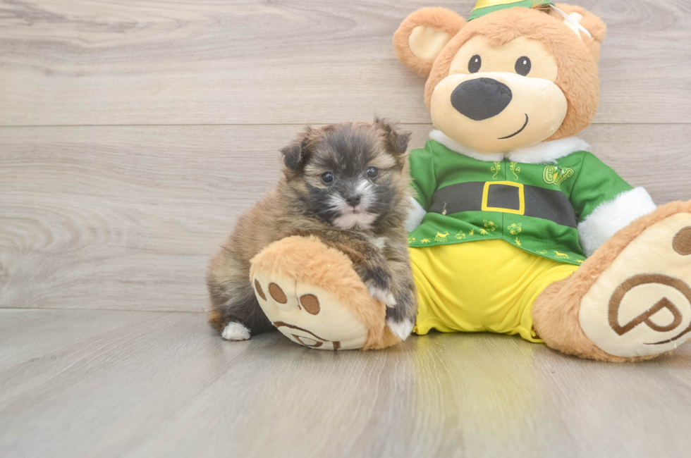 5 week old Shih Pom Puppy For Sale - Premier Pups