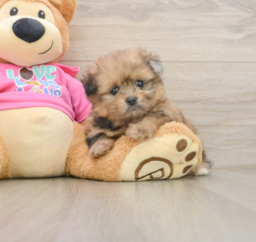6 week old Shih Pom Puppy For Sale - Premier Pups
