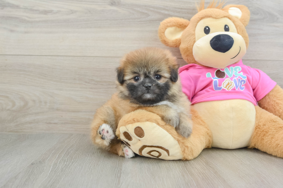 Fluffy Shih Pom Designer Pup