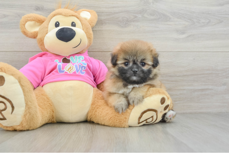Little Pomtzu Designer Puppy