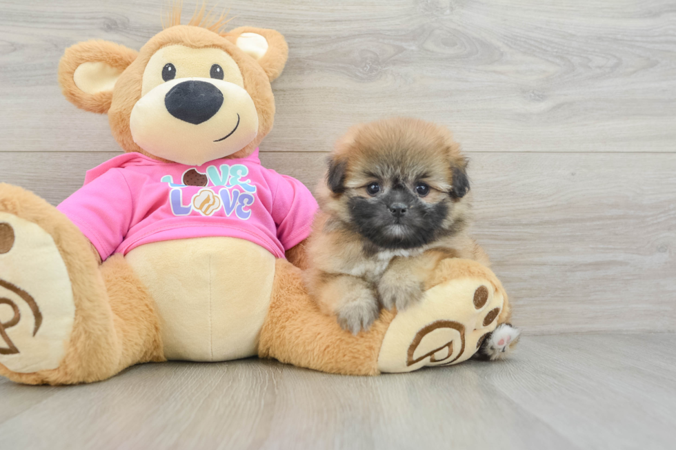 Little Pomtzu Designer Puppy