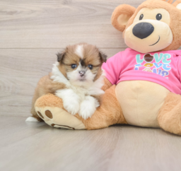 6 week old Shih Pom Puppy For Sale - Premier Pups