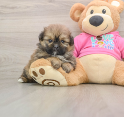 6 week old Shih Pom Puppy For Sale - Premier Pups