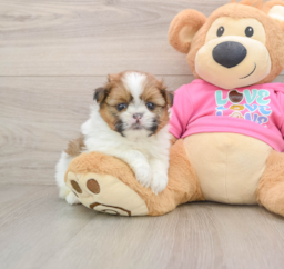 6 week old Shih Pom Puppy For Sale - Premier Pups