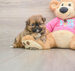 6 week old Shih Pom Puppy For Sale - Premier Pups
