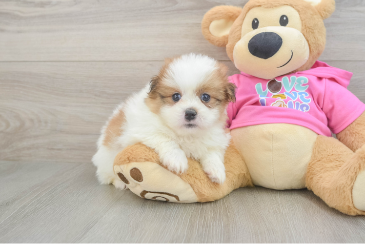 Energetic Pomeranian Shih Tzu Mix Designer Puppy
