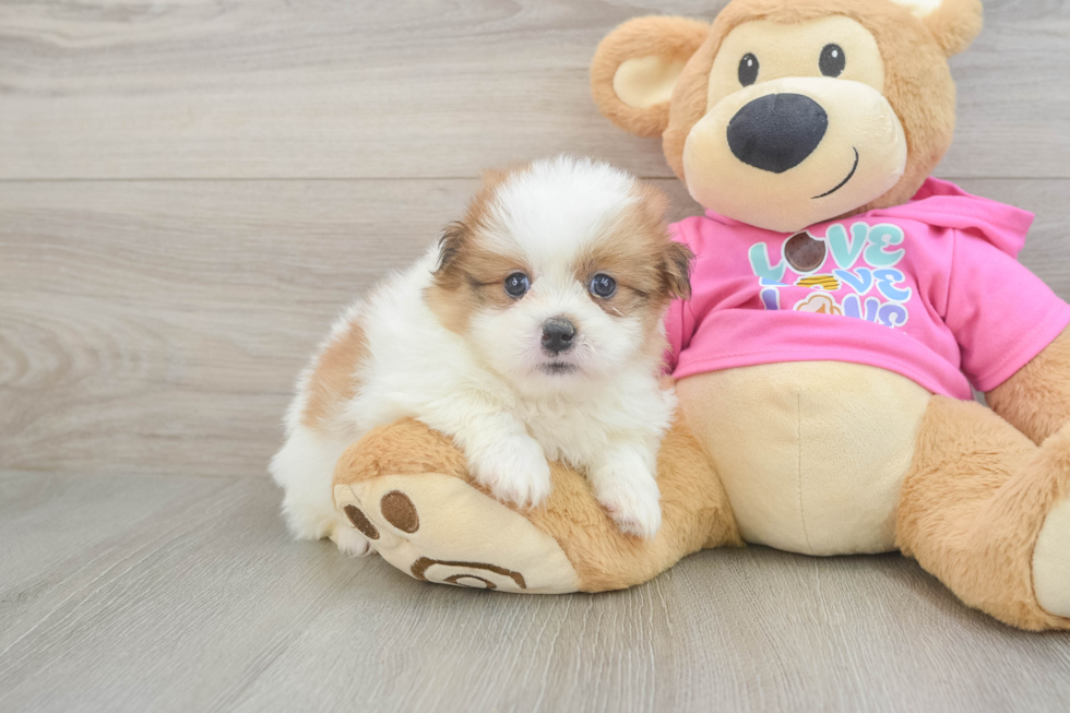 Energetic Pomeranian Shih Tzu Mix Designer Puppy