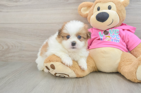 Energetic Pomeranian Shih Tzu Mix Designer Puppy