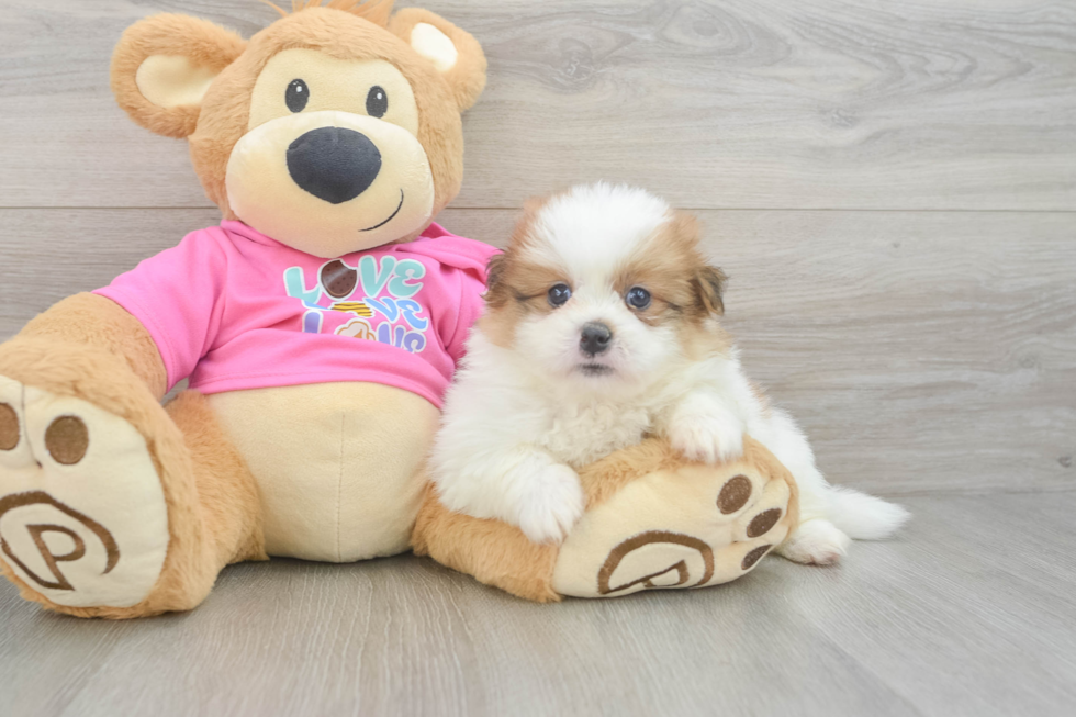 Smart Shih Pom Designer Pup