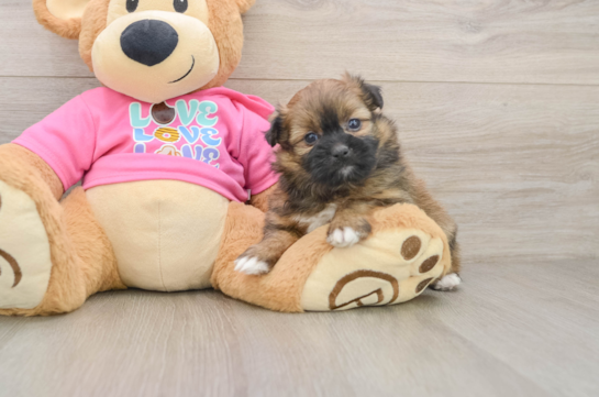 LA LA, a Shih Pom littermate