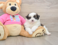 5 week old Shih Pom Puppy For Sale - Premier Pups