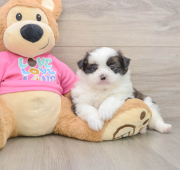 9 week old Shih Pom Puppy For Sale - Premier Pups