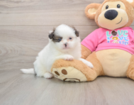 5 week old Shih Pom Puppy For Sale - Premier Pups