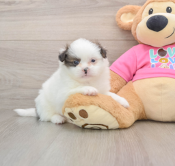 9 week old Shih Pom Puppy For Sale - Premier Pups