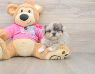 7 week old Shih Pom Puppy For Sale - Premier Pups