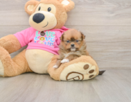 8 week old Shih Pom Puppy For Sale - Premier Pups