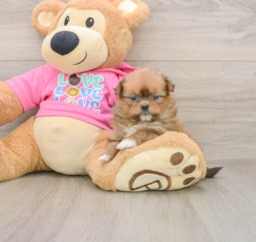 9 week old Shih Pom Puppy For Sale - Premier Pups