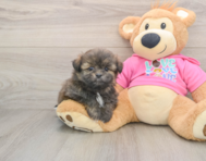 7 week old Shih Pom Puppy For Sale - Premier Pups