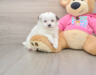 8 week old Shih Pom Puppy For Sale - Premier Pups