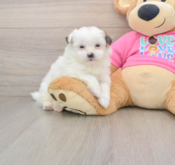 9 week old Shih Pom Puppy For Sale - Premier Pups